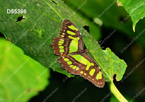 Malachite Butterfly (Siproeta stelenes)